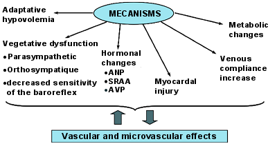 Mecanisms involved in the cardiovascular deconditioning